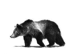 a black and white photo of a bear walking