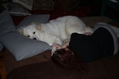 a white dog laying on top of a person's back next to a pillow