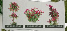 four different types of flowers are shown on the wall