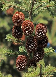 several pine cones are hanging from a tree