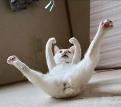 a white cat laying on its back with it's legs stretched out in the air