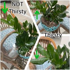 three pictures showing different types of plants in pots