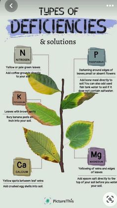 the different types of leaves and their names