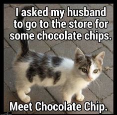 a kitten standing on top of a sidewalk next to a sign that says, i asked my husband to go to the store for some chocolate chips