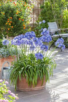 blue flowers are growing in a potted planter on the ground next to a bench