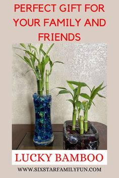 how to make lucky bamboo gifts Fun Family Activities, July Crafts