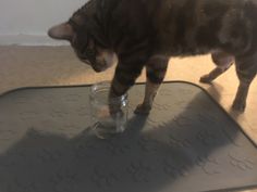 a cat standing on top of a glass cup filled with water and looking down at the floor