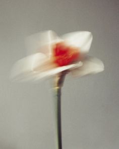 a single white and red flower in a vase