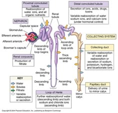 the structure of an animal's body and its functions, including their organ systems