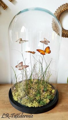 a glass dome with grass and butterflies in it sitting on a table next to a mirror