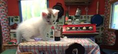 a white cat sitting on top of a table next to a chair and bottle of wine