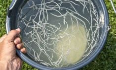 a person holding a bucket full of water with vines growing out of the top and bottom