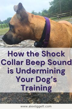 E Collar Training, Dog Shock Collar, Reactive Dog, Shock Collar, Dog Training Advice, Training Schedule, Training Collar, Crate Training, Dog Training Collar