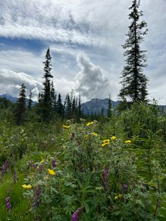 wildflowers and trees in the mountains under a cloudy sky