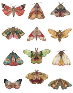 the moths are all different colors and sizes