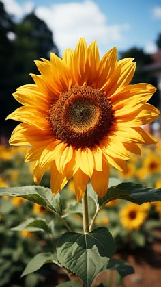 a large yellow sunflower in the middle of a field with other flowers behind it