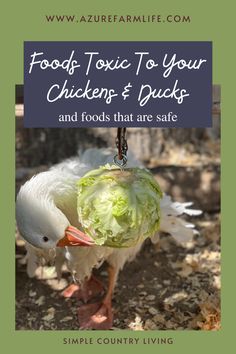 a white duck with lettuce in its beak and the words food to feed to your chickens & ducks and foods that are safe