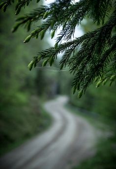 a tree branch hanging over a dirt road in the middle of a wooded area with a blurry background