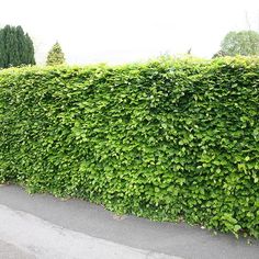 a hedge that is next to a road