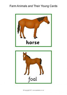 an animal and their young cards with the words foal, foal