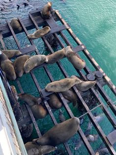 there are many sea lions that are in the water and one is on the dock