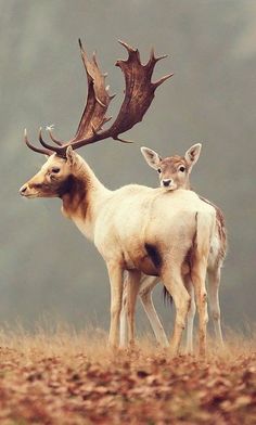 two deer standing next to each other on top of a field