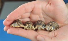 three baby turtles are being held in the palm of someone's hand while they look at each other