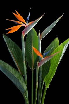 a bird of paradise plant with green leaves and orange flowers in the foreground, against a black background