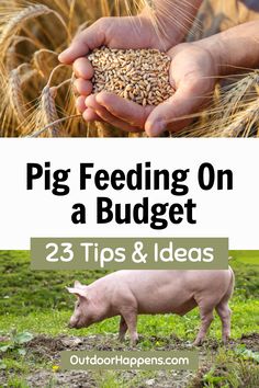 pig feeding on a budget 25 tips and ideas