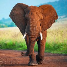 an elephant walking down a dirt road with grass in the background