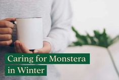 a person holding a coffee mug with the words caring for monstera in winter