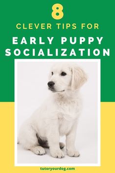 a white puppy sitting on top of a green and yellow cover with the title 8 clever tips for early puppy socialization