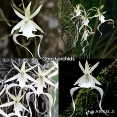 four different types of white flowers in various stages of blooming, with the words ghost orchids above them