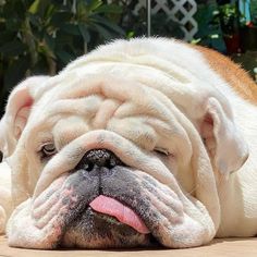 an english bulldog laying on the ground with its tongue out and it's eyes closed