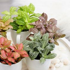 three potted plants sitting on top of a white plate