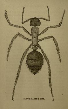 an old drawing of a spider with long legs