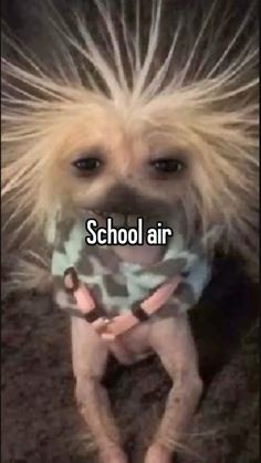 a dog with long hair standing on its hind legs and the words school air in front of it