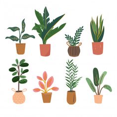 potted plants in different shapes and sizes