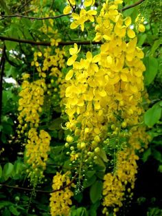 the yellow flowers are blooming in the forest