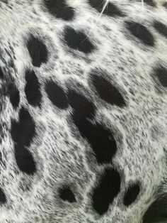 an animal with black and white spots on it's fur is seen in this close up photo