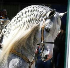 two white horses with braids on their heads