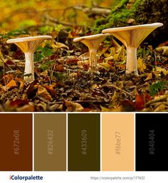 two mushrooms sitting on top of leaves in the forest with color palette swatches below