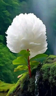 a large white flower sitting on top of a green moss covered rock next to a waterfall