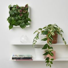 two white shelves with plants and books on them