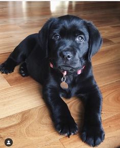 a black dog laying on top of a wooden floor