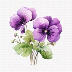 three purple flowers with green leaves on a white background, watercolor painting by numbers