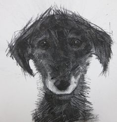 a black and white drawing of a dog's head with hair on its face