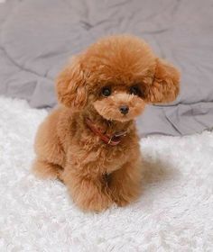 a small brown poodle sitting on top of a white fluffy carpet next to a bed