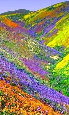 the hills are covered in colorful flowers