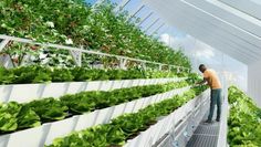 an artist's rendering of a man tending to lettuce in a greenhouse